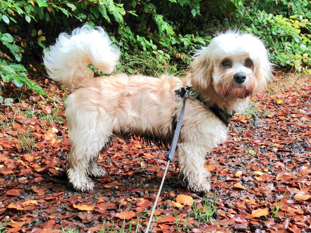 Toby glossop dog walker