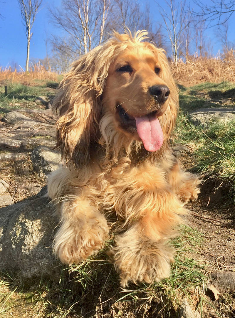 mini mimi glossop dog walker