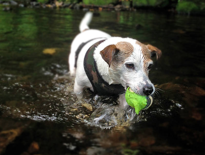 harvey pet sitter glossop dog walker hadfield tintwistle
