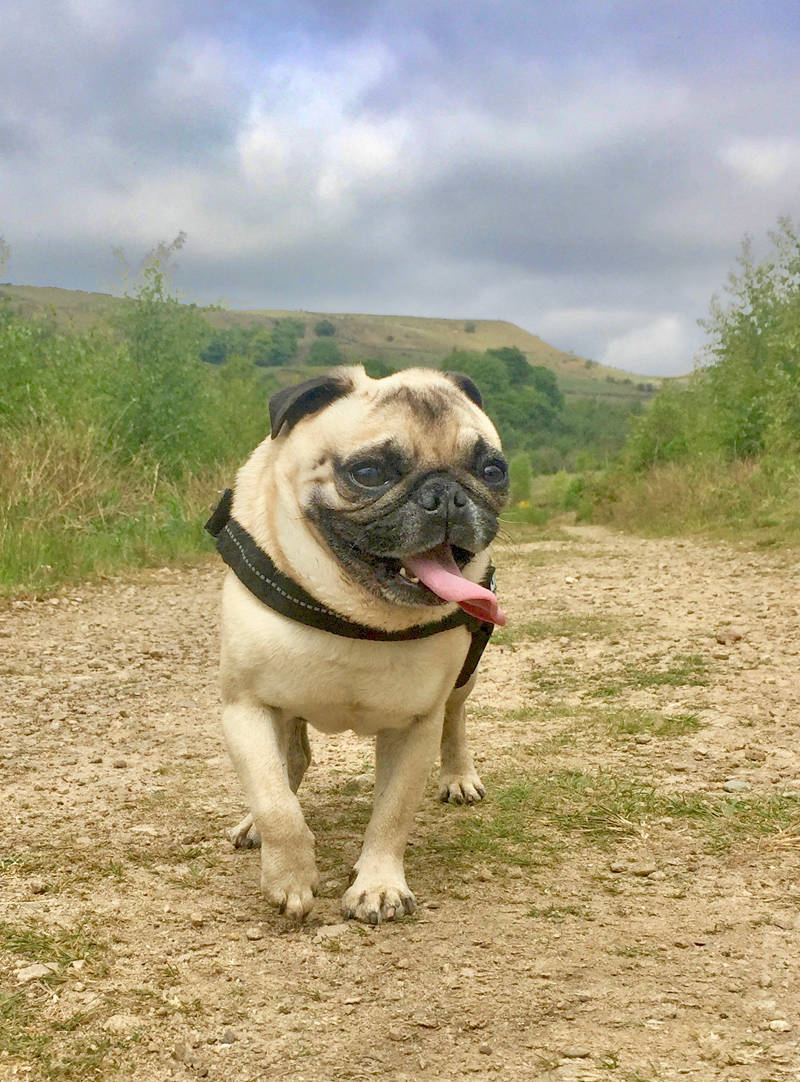 glossop dog walker shammy