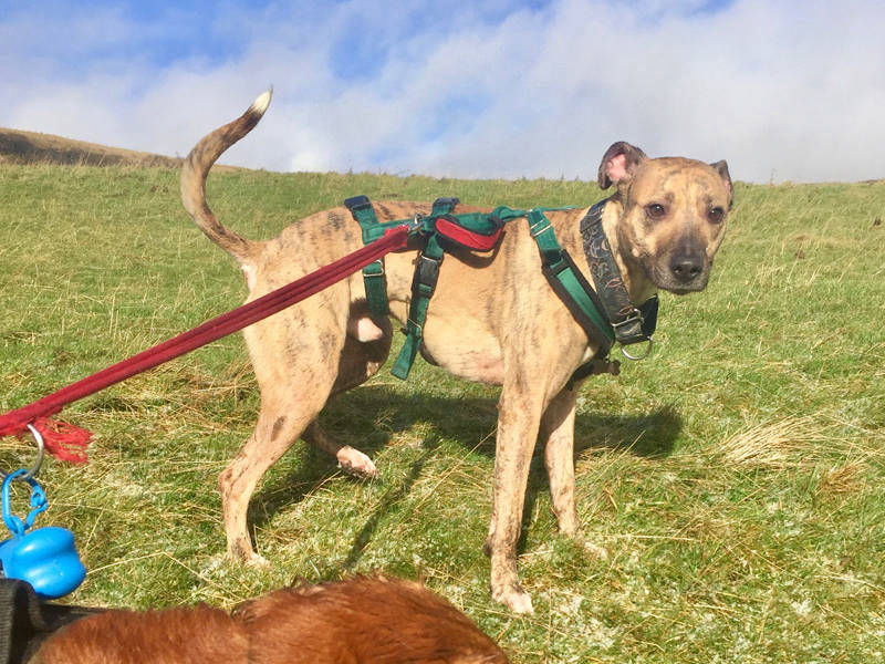 crumble pet sitter glossop