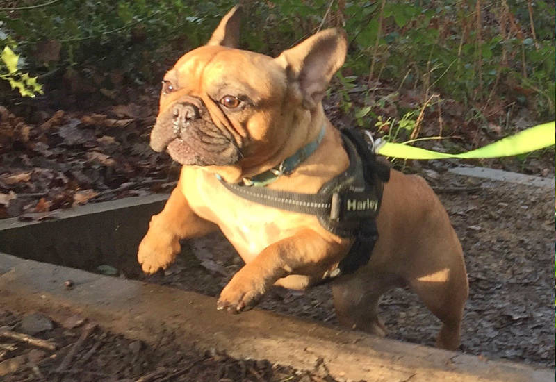 mr d glossop dog walker