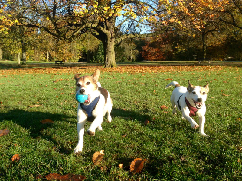 glossop pet sitter fnb dog walker hadfield tintwistle charlestown