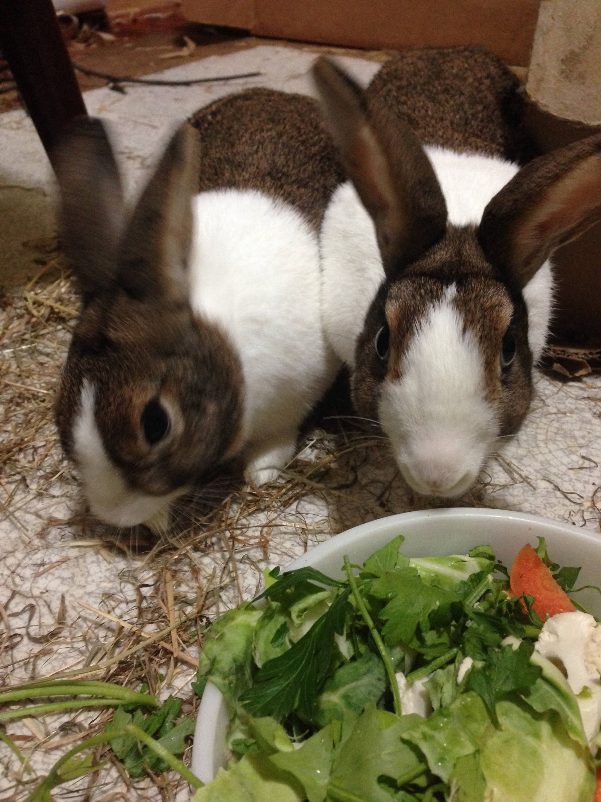 glossop dog walker bluey and jimmy