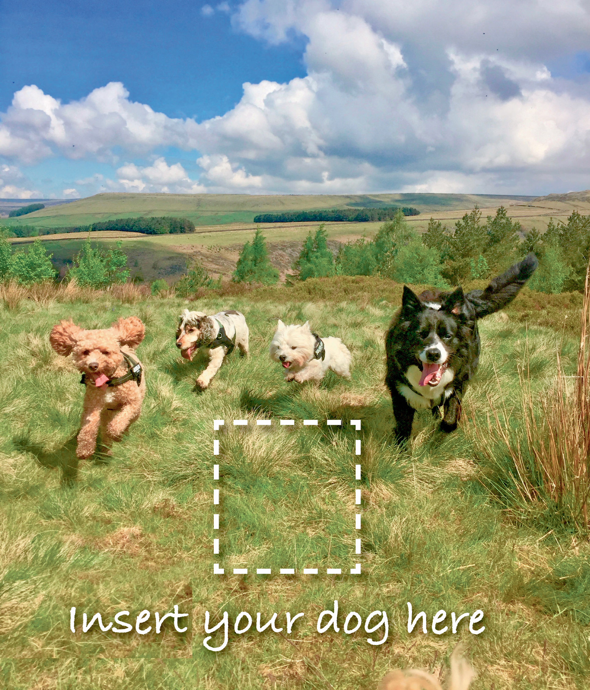 hadfield glossop tintwistle hollingworth dog walker 