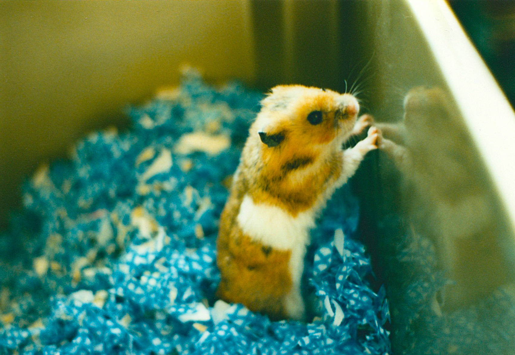 laz pet sitter glossop dog walker