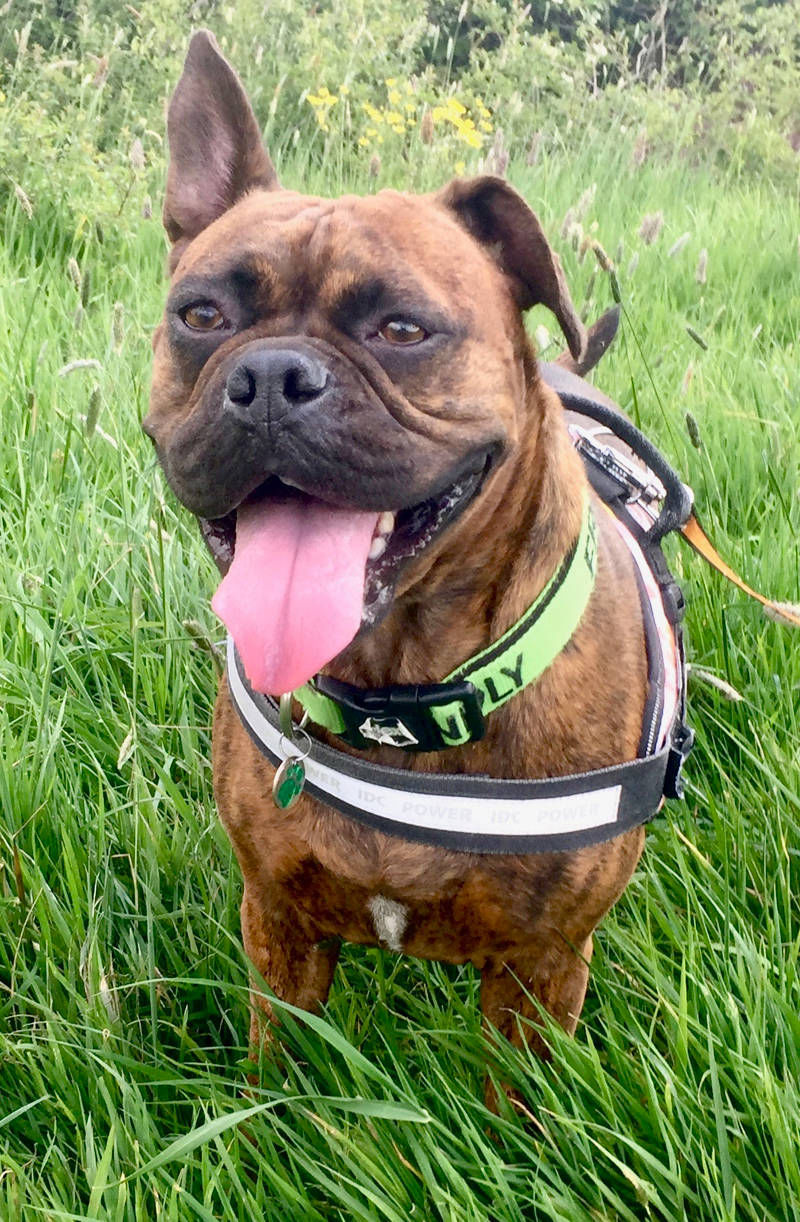 animal care high peak dog walker glossop