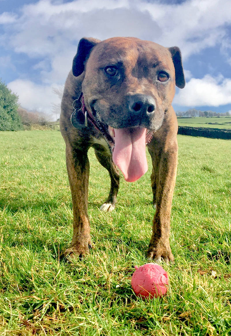 glossop honey dog walker pet sitter