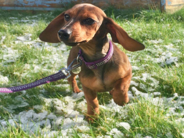 high peak dog walker patch hadfield glossop pet sitting