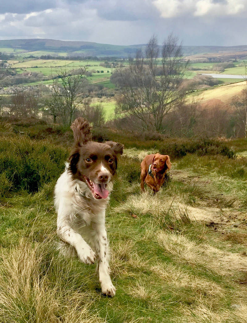 Glossop dog walker - Flea