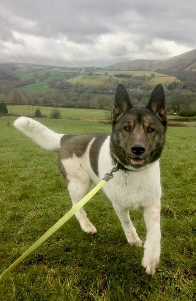 bilster glossop dog walker pet sitter