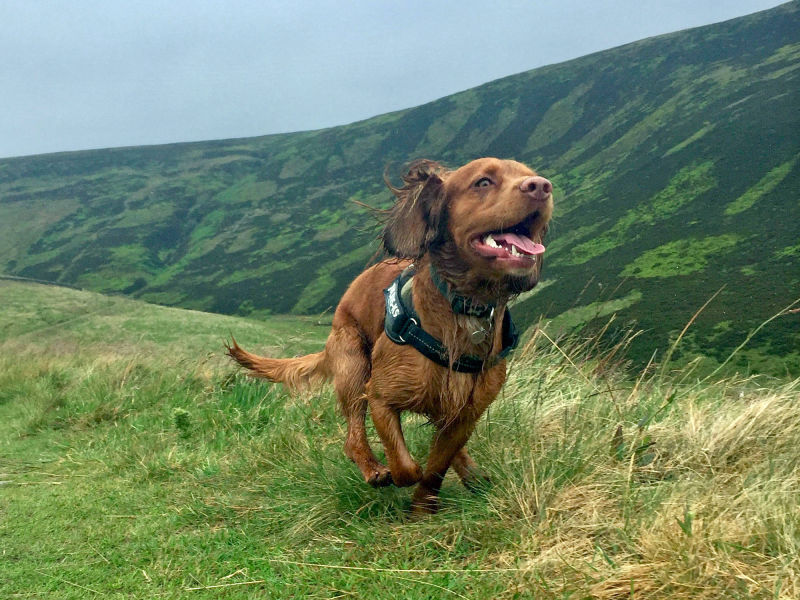 Glossop dog walker with frank and bridie