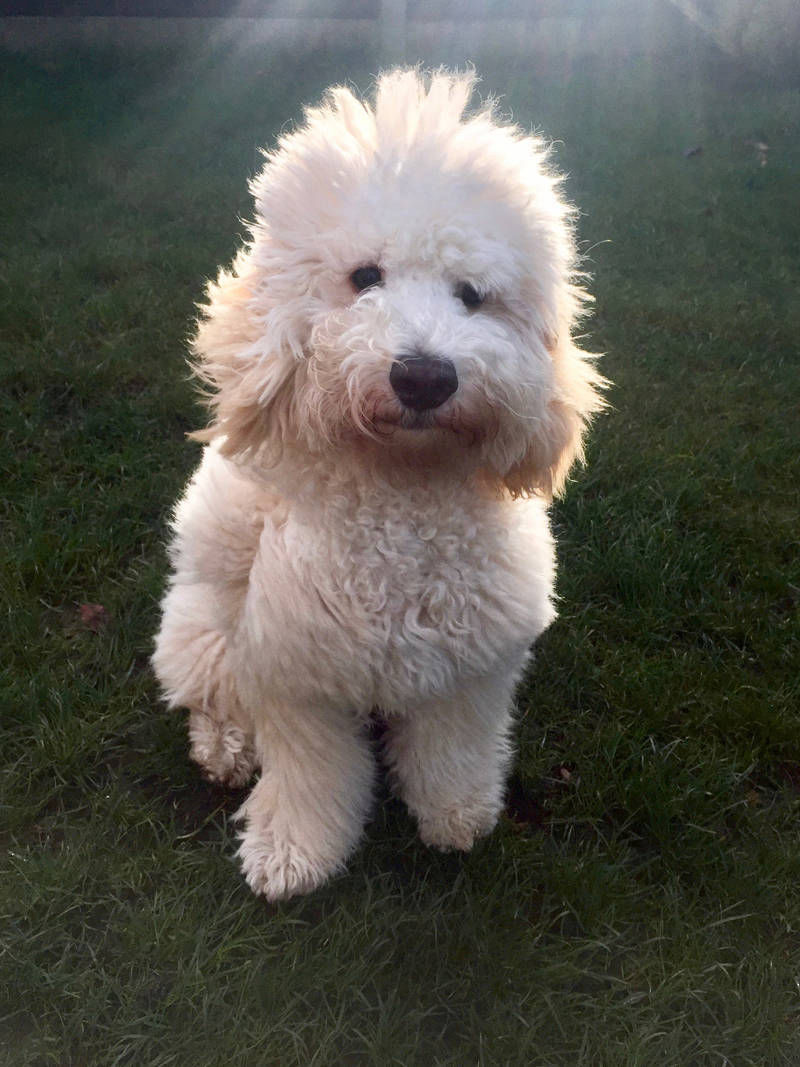 timmy dog glossop walker pet sitting