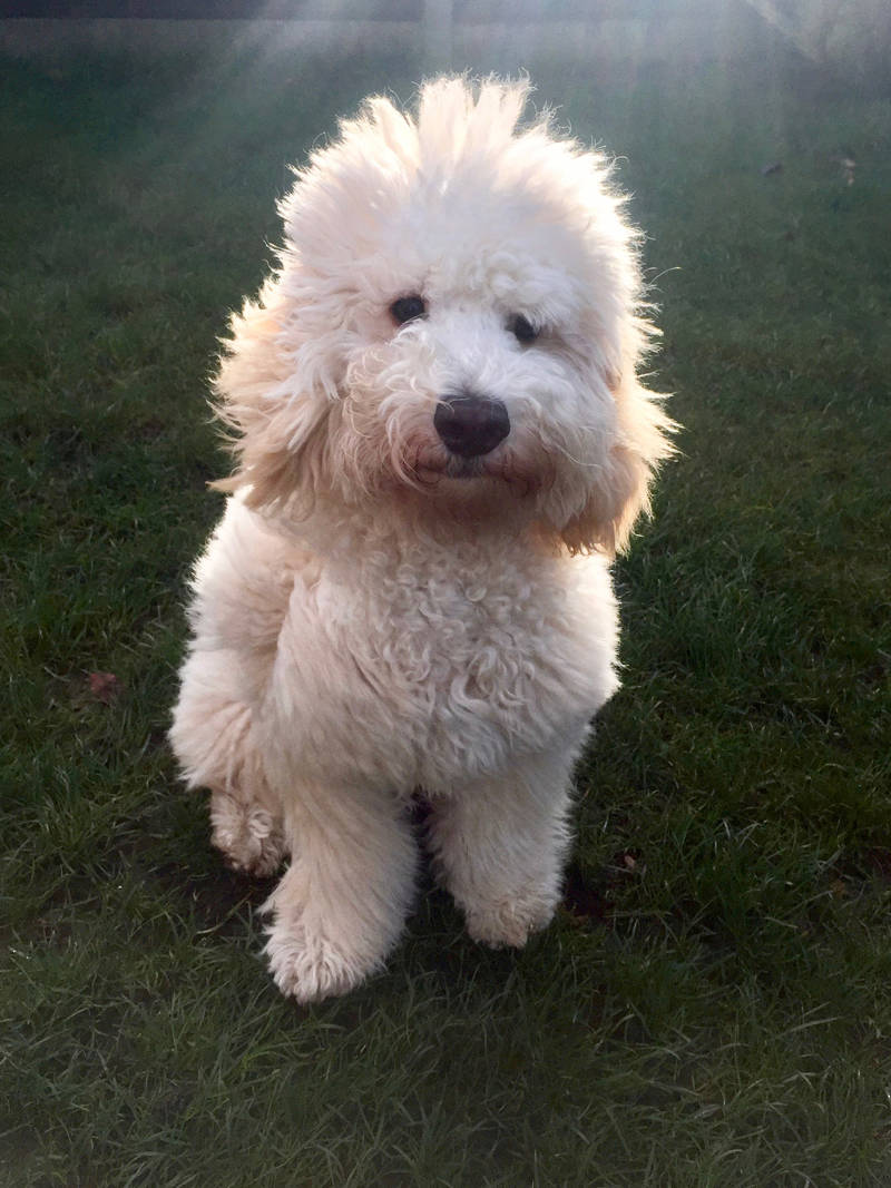 timmy dog glossop walker pet sitting