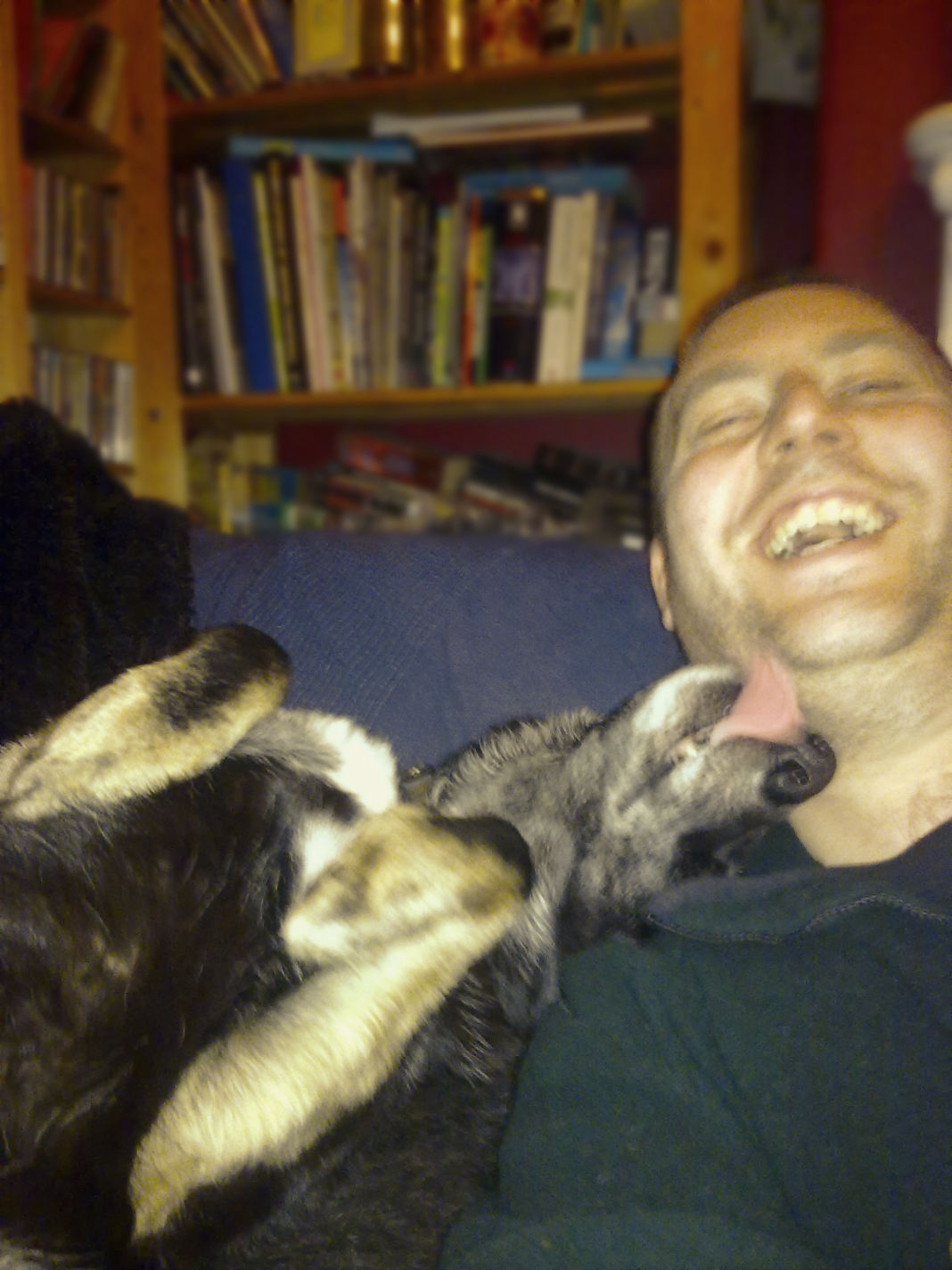 glossop dog walker pet sitting hadfield tintwistle