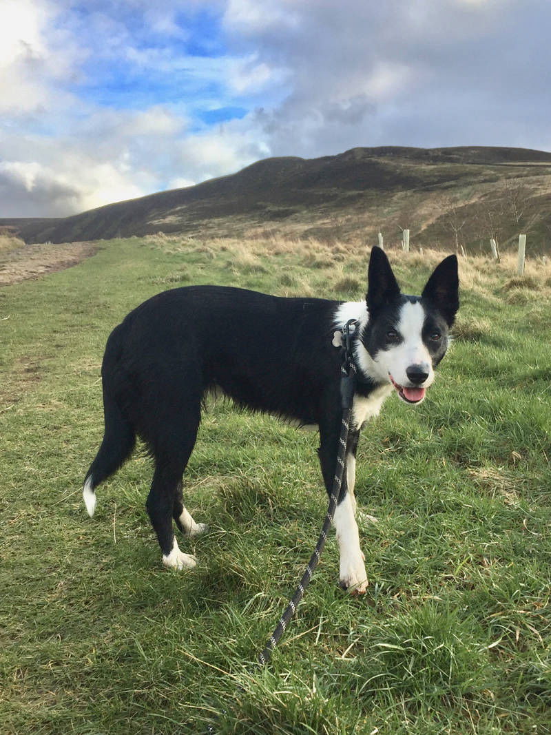 jack high peak dog walker glossop hollingworth charlestown hadfield pet sitter