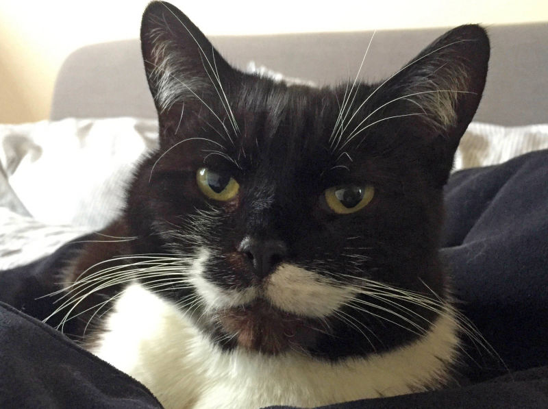 glossop dog walker puggy hadfieldpet sitter