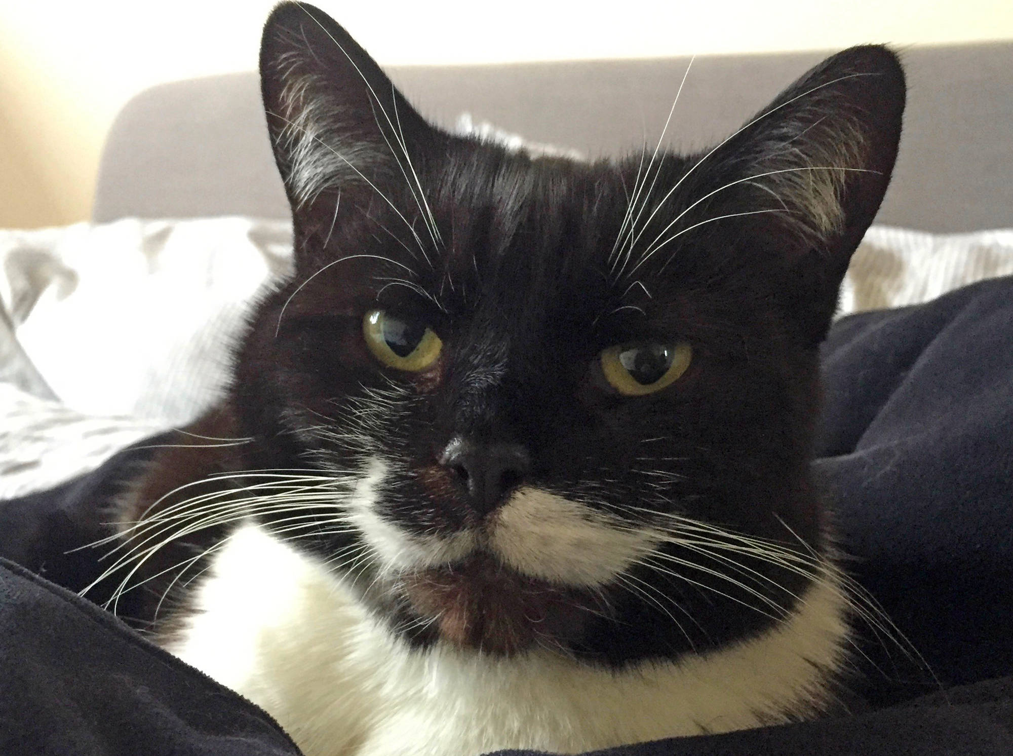 glossop dog walker puggy hadfieldpet sitter