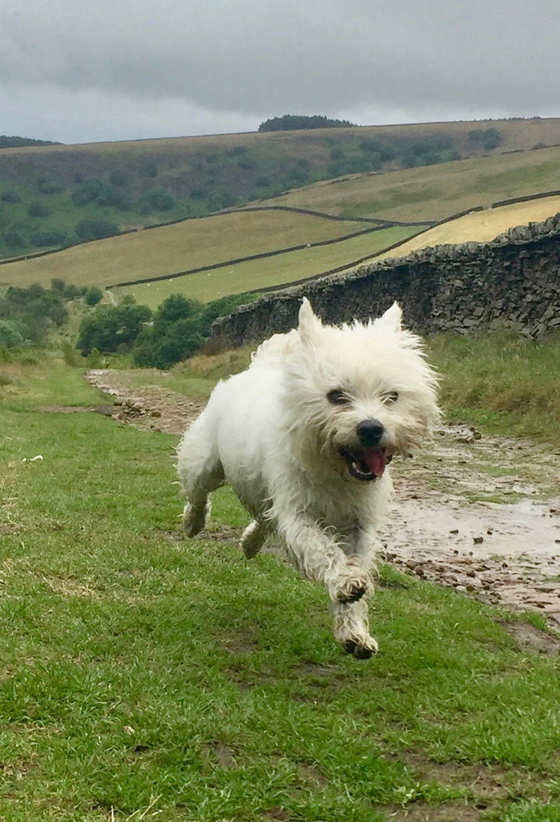 eve glossop dog walker sitting pet animal care