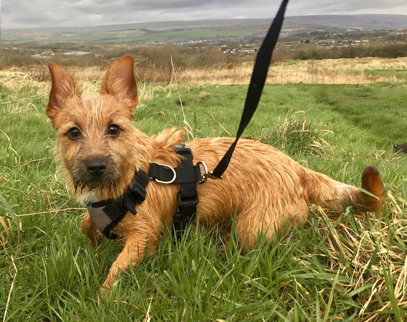 glossop dog walker pet sitting dogs